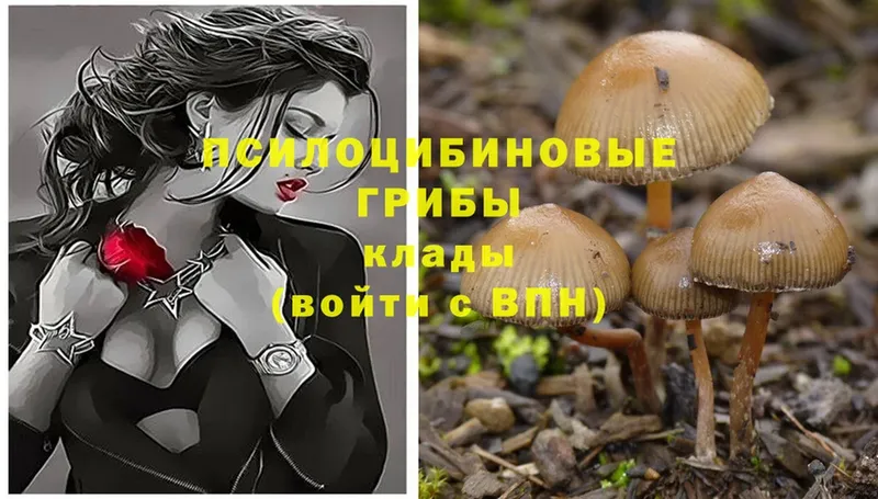 Псилоцибиновые грибы Psilocybe Буйнакск